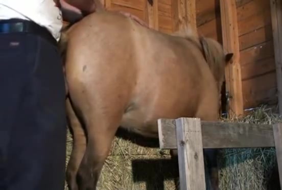petlust nice sex of man and horse zooporn horse animals porn 1