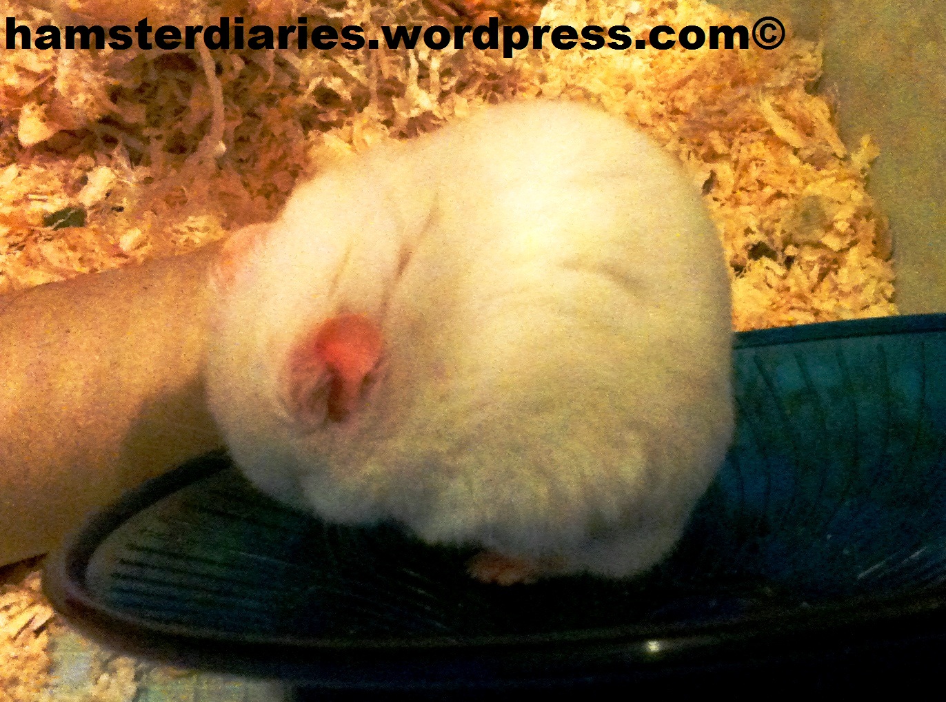 september hamsterdiaries