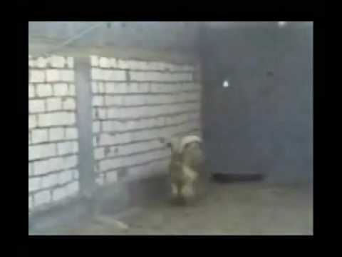 wild video from phone youtube